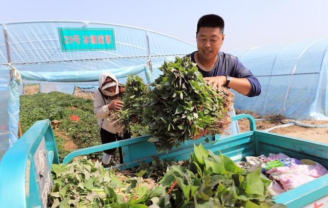 产值过百万！小小红薯苗带火一片村