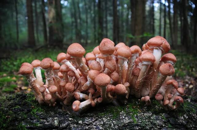 小鸡炖蘑菇里的蘑菇是世界上最大的生物体？！