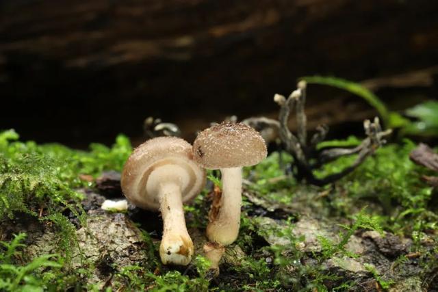 小鸡炖蘑菇里的蘑菇是世界上最大的生物体？！