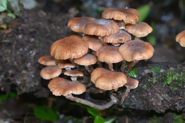 小鸡炖蘑菇里的蘑菇是世界上最大的生物体？！