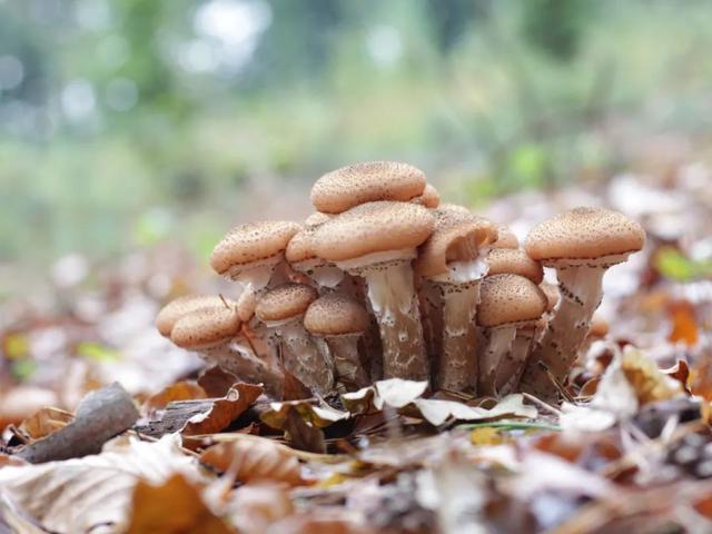 小鸡炖蘑菇里的蘑菇是世界上最大的生物体？！