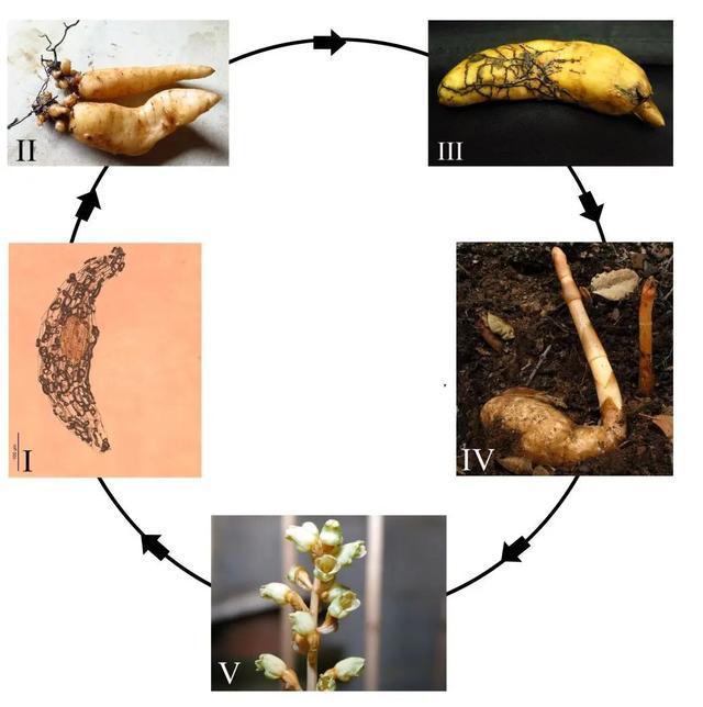 小鸡炖蘑菇里的蘑菇是世界上最大的生物体？！