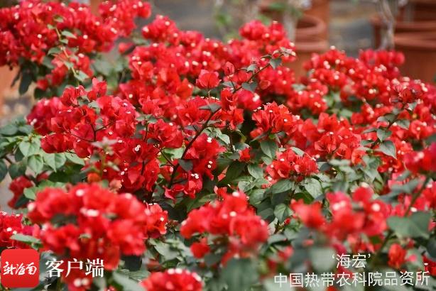 中国热科院9个三角梅获授植物新品种权