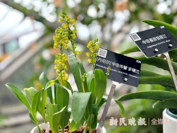 失传蕙兰和自育新品种亮相！上海国际兰展今天在辰山植物园开幕