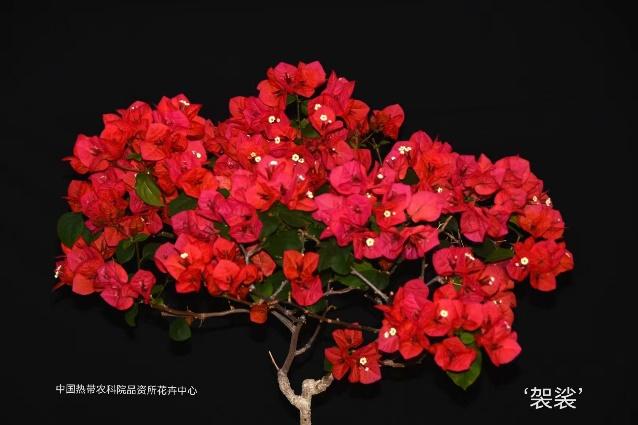 海南三角梅新品种“袈裟”荣获2024世界花园大会金奖