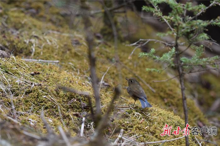 “小精灵”现身！甘肃尕海则岔保护区鸟类分布纪录刷新