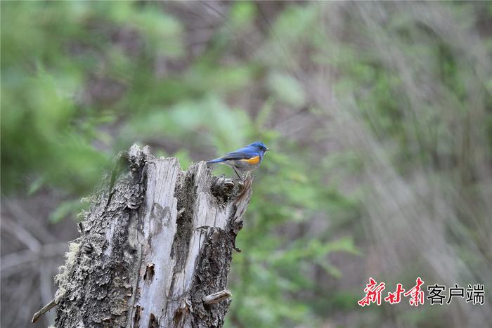 “小精灵”现身！甘肃尕海则岔保护区鸟类分布纪录刷新