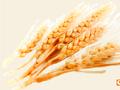 供应担忧缓解，小麦价格进一步下跌