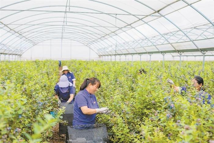 云南红河(国际)蓝莓示范区忙碌的蓝莓采收季。