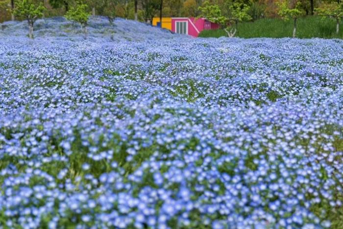 上海国际花展花开满城，保姆级攻略教你“五一”这样打卡最出圈