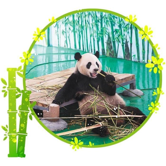 大熊猫在兰生活“巴适”得很——兰州野生动物园大熊猫馆探馆见闻