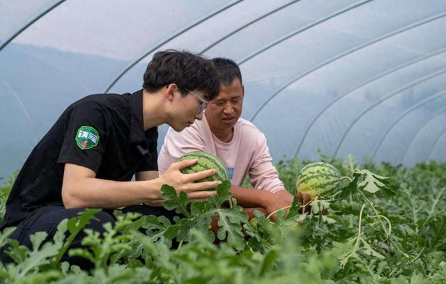 吃瓜啦！头茬“南汇8424”上架，价格有点小贵