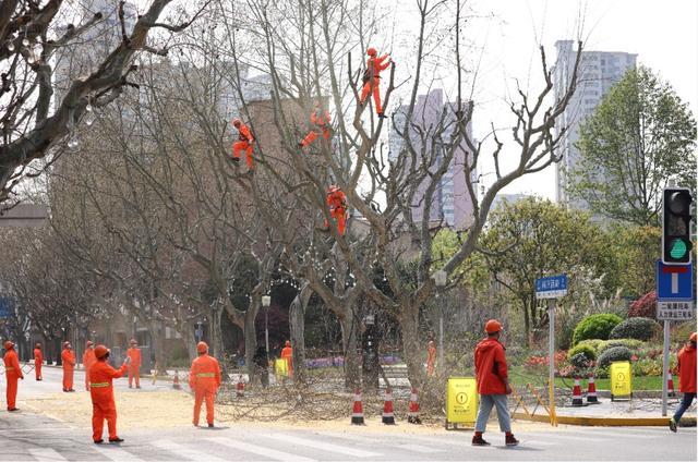 上海市绿化市容行业又传喜报