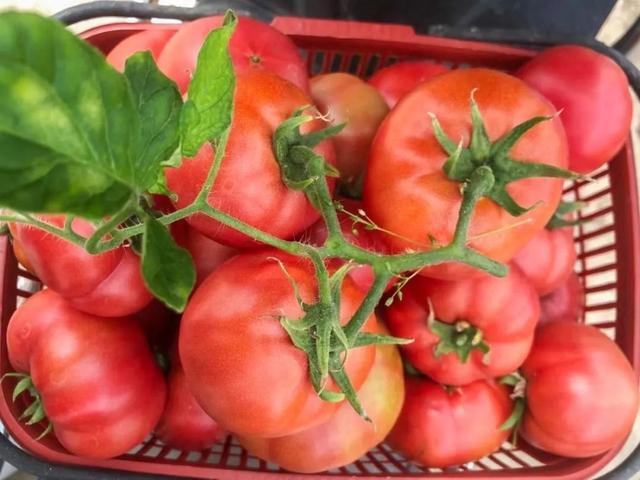 获评市级奖项！这里的地产优质番茄，你吃过吗？