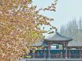 走到哪儿都能看到花团锦簇！北京公园赏花片区达132处