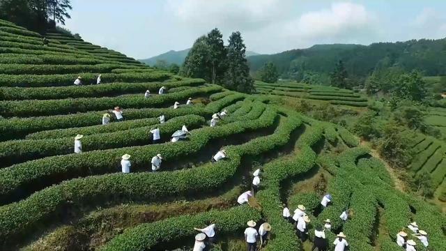 文化中国行｜福建：逛武夷山国家公园1号风景道 尽览武夷美景