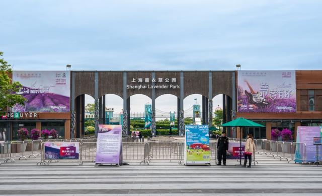 紫色花海来袭！2024上海薰衣草节开幕