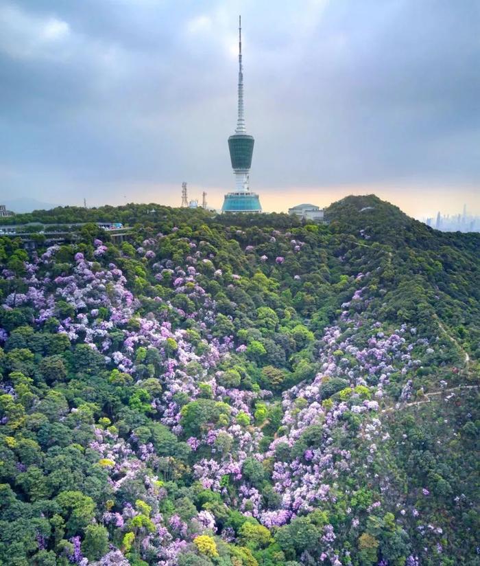 对面的城市看过来 | 攀岳麓览长沙，登梧桐赏深圳