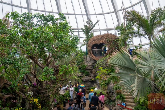 C视频丨穿越“热带雨林” 在世园会开启一场珍稀植物之旅