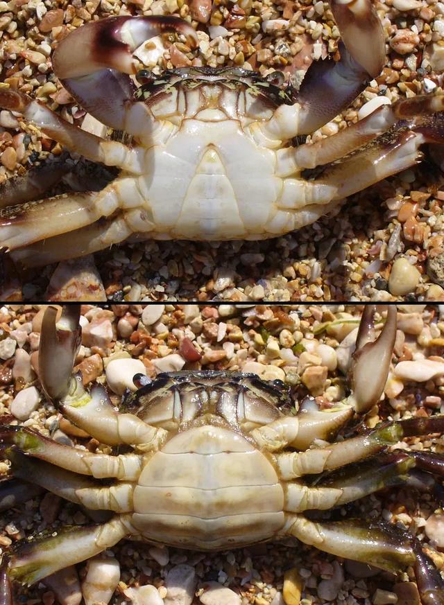 你吃的螃蟹其实是“假螃蟹”？！