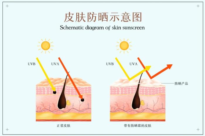 防晒会导致“缺钙”吗？这些真相你需要知道