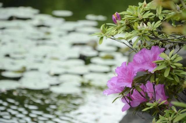 杜鹃花盛开，浦东环上公园邀你共赴花海