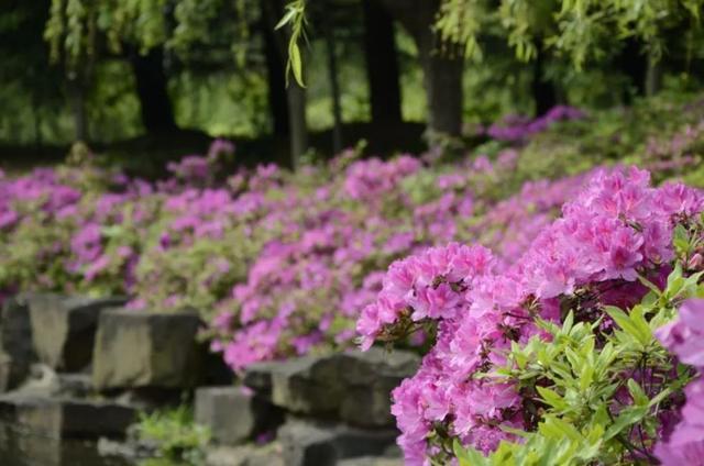 杜鹃花盛开，浦东环上公园邀你共赴花海