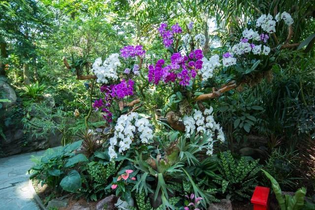 来上海植物园看花展，别忘了打卡热带花卉艺术展噢～