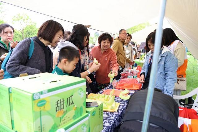 沪郊朱泾镇，屡获金奖的珠丰甜瓜熟了，邀请市民游客前往品瓜、赏花