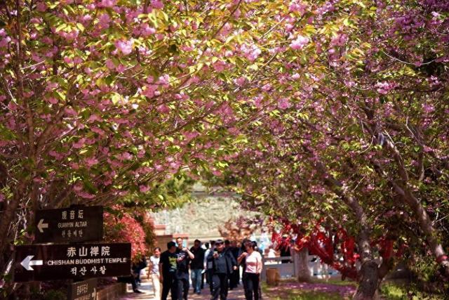 五一假期，荣成赤山樱花盛开迷醉游人