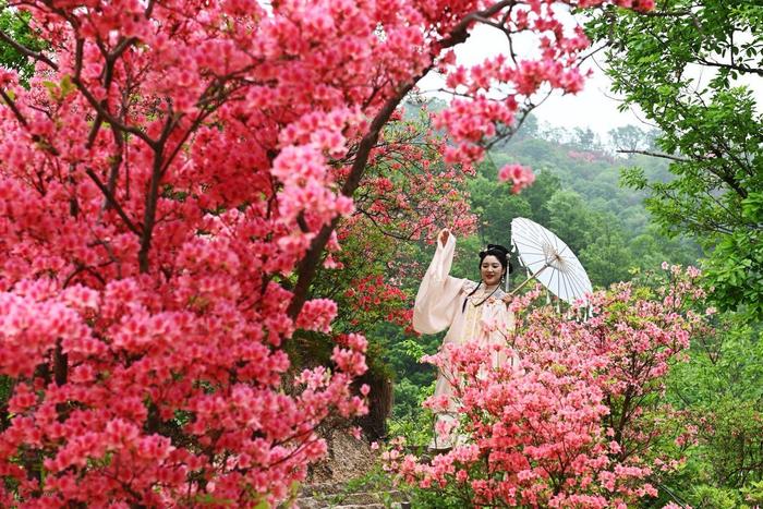 你的“旅游搭子”上线｜抓住春天的尾巴，来河南赏花