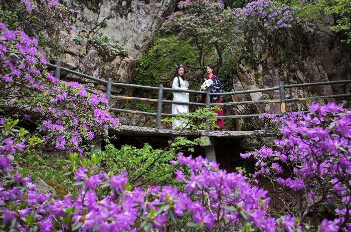 你的“旅游搭子”上线｜抓住春天的尾巴，来河南赏花