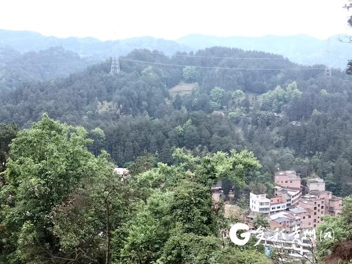 【劳动者 皆有光】护林员周德财：翻山越岭，只为此青绿