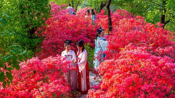 你的“旅游搭子”上线｜抓住春天的尾巴，来河南赏花