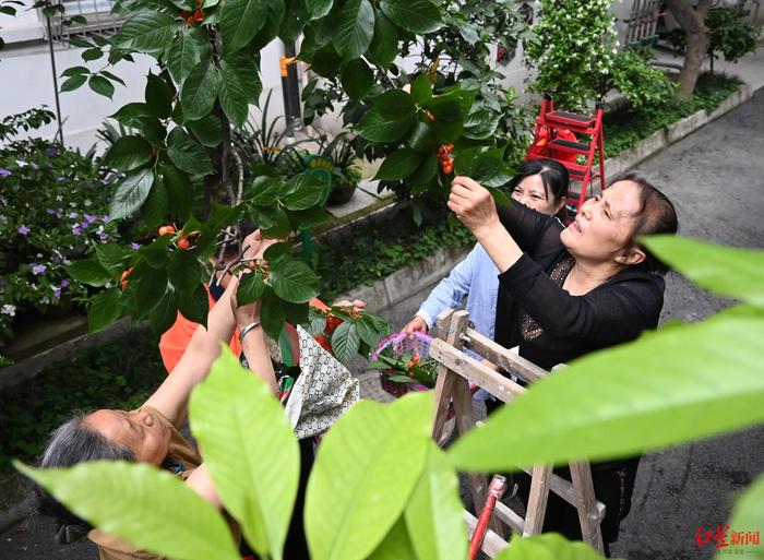 成都这个老旧院落里的樱桃“甜”了十多年，居民：满是幸福感