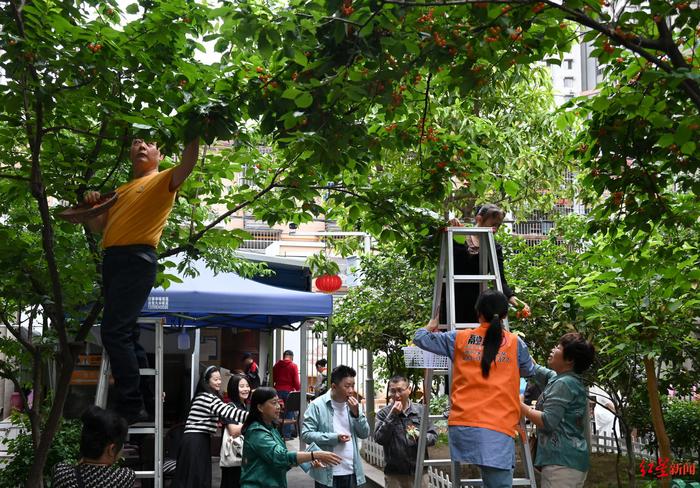 成都这个老旧院落里的樱桃“甜”了十多年，居民：满是幸福感