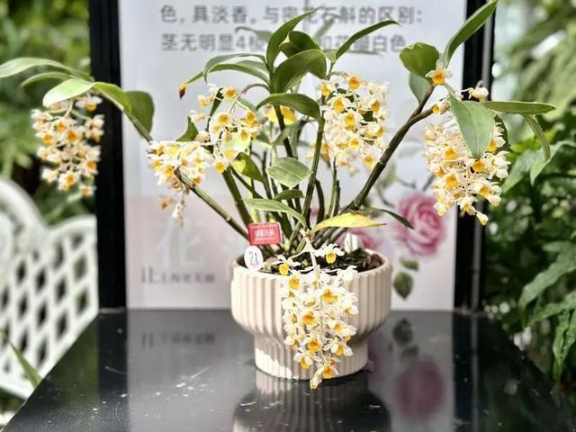 上海（国际）花展必看攻略！不出上海，看遍国内著名植物园的“王牌珍宝”→