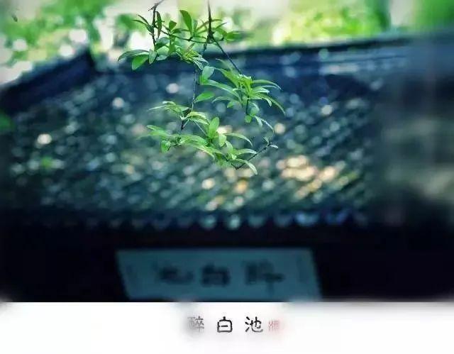 “雨季是上海限量游玩模式”古典园林版来了！快来打卡吧！