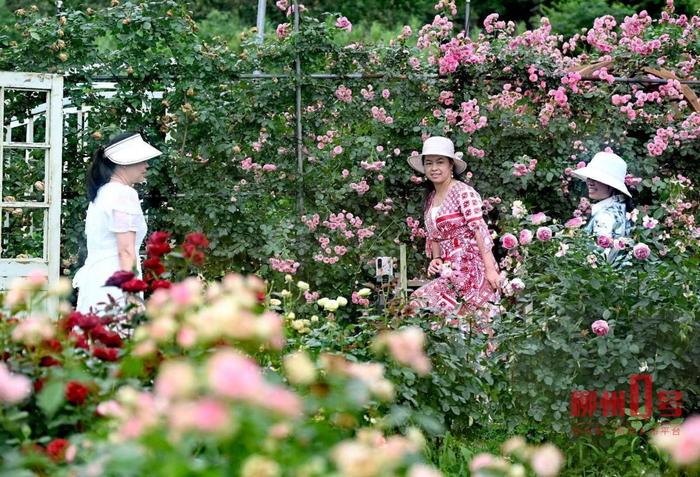 城里观景，村里赏花吃“土味”！这个“五一”假期，大家都在柳州玩嗨了→