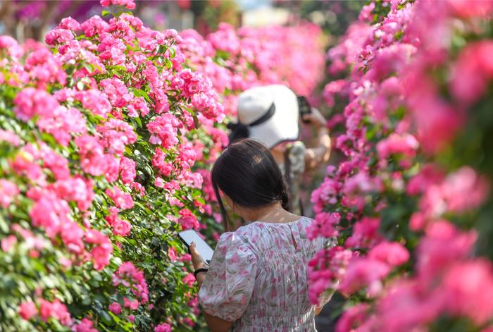 在云南样样好丨红河弥勒月季“花海墙”，嘎嘎出片！