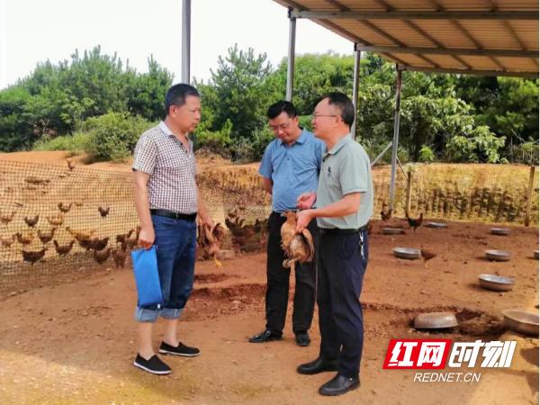 为了竹泉土鸡“飞上天” 汨罗市职业中专学校将乡村振兴论文“写”在家乡大地上