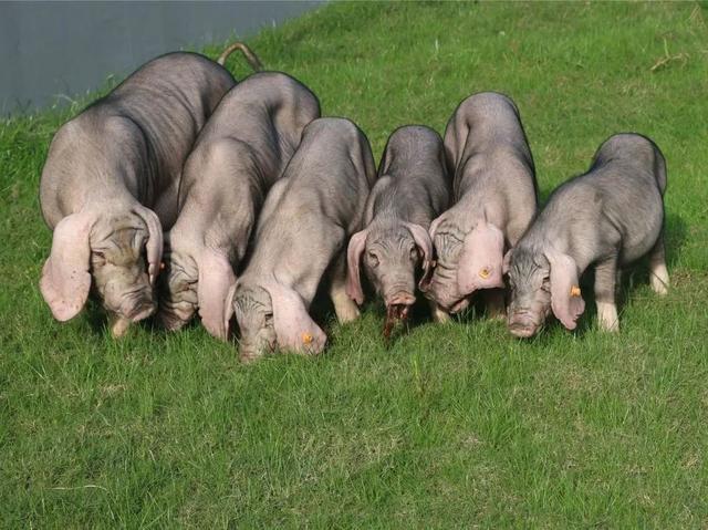 马陆葡萄、嘉定梅山猪、庄行蜜梨、白鹤草莓入选首批《中国农耕农品记忆索引名录》