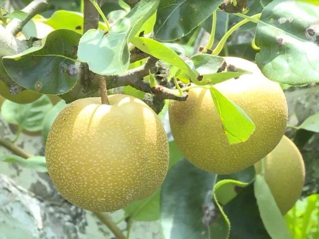 马陆葡萄、嘉定梅山猪、庄行蜜梨、白鹤草莓入选首批《中国农耕农品记忆索引名录》