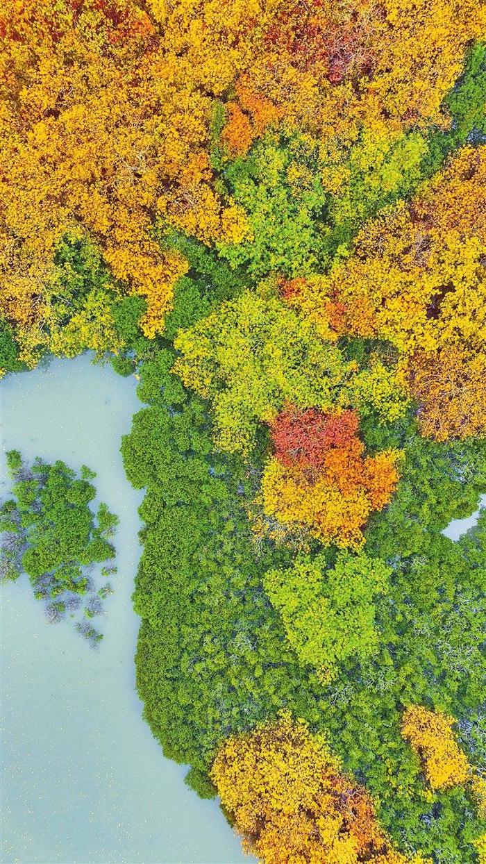 一湾红树铺水中 半边瑟瑟半边红 东涌红树林进入一年一度“变色季”迎来最佳观赏期