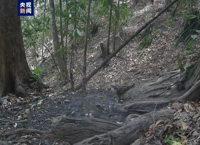 纳板河流域国家级自然保护区首次监测到鹰雕