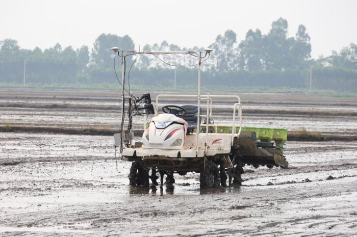 卫星加持！湛江首个“水稻无人农场”播种效率是人工20倍