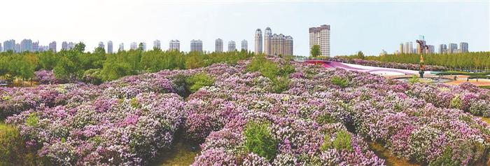 丁香花开满城芳