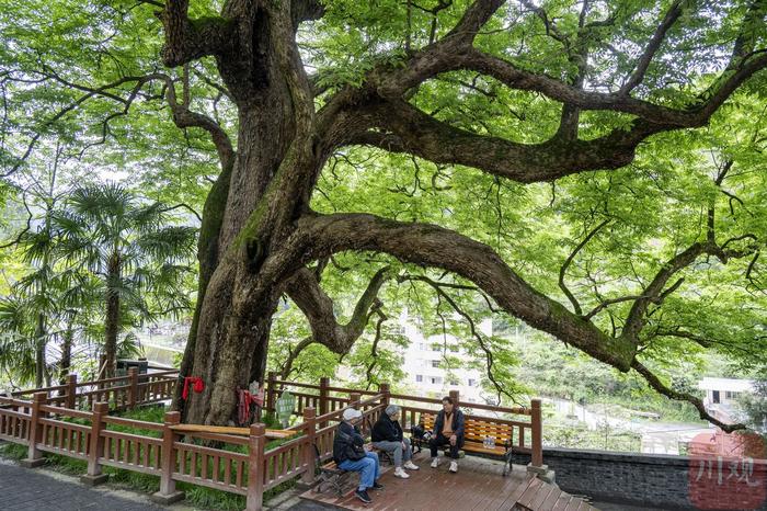 C视频｜平武珂楠古树 延续着年轮的历史