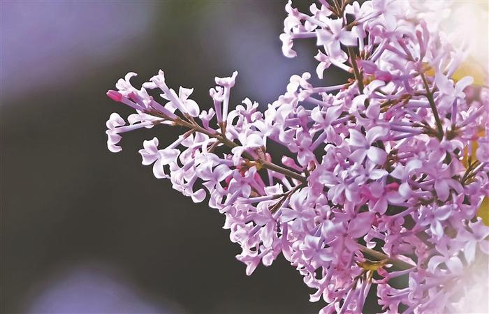 丁香花开满城芳