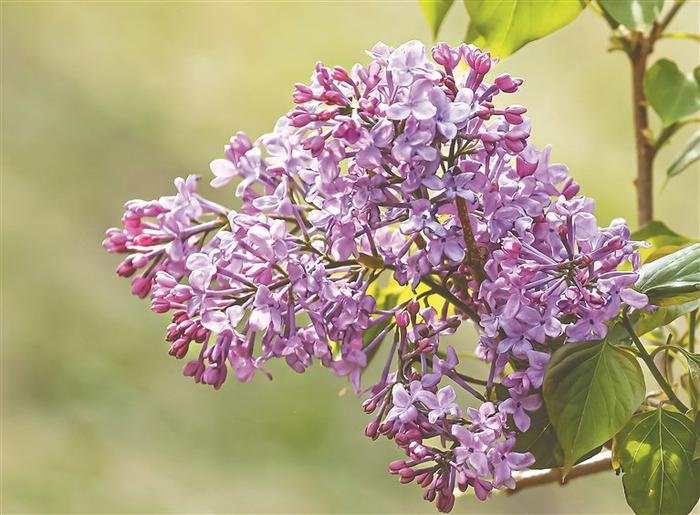 丁香花开满城芳